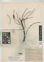 Stryphnodendron excelsum Harms