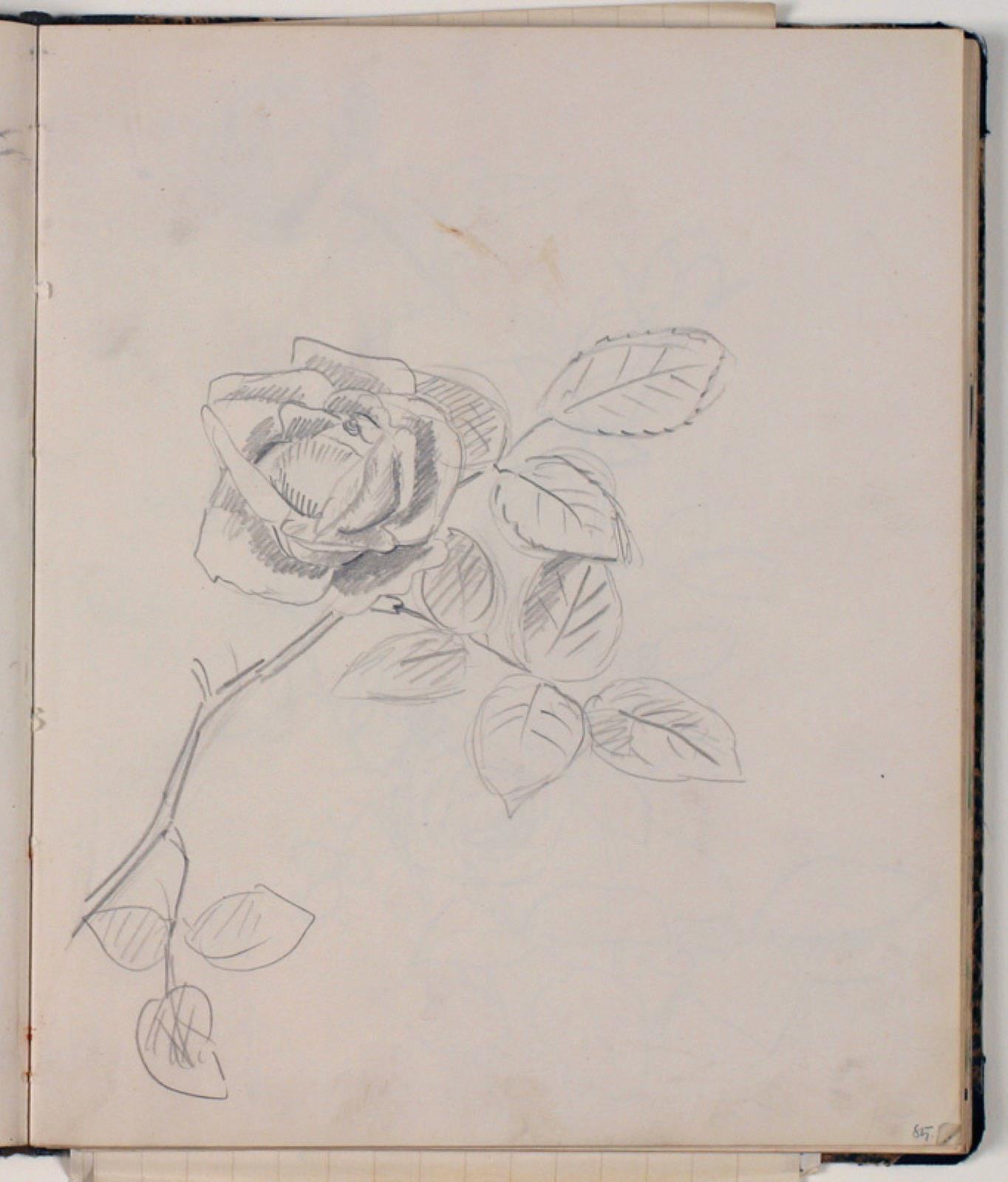 Studie af rose