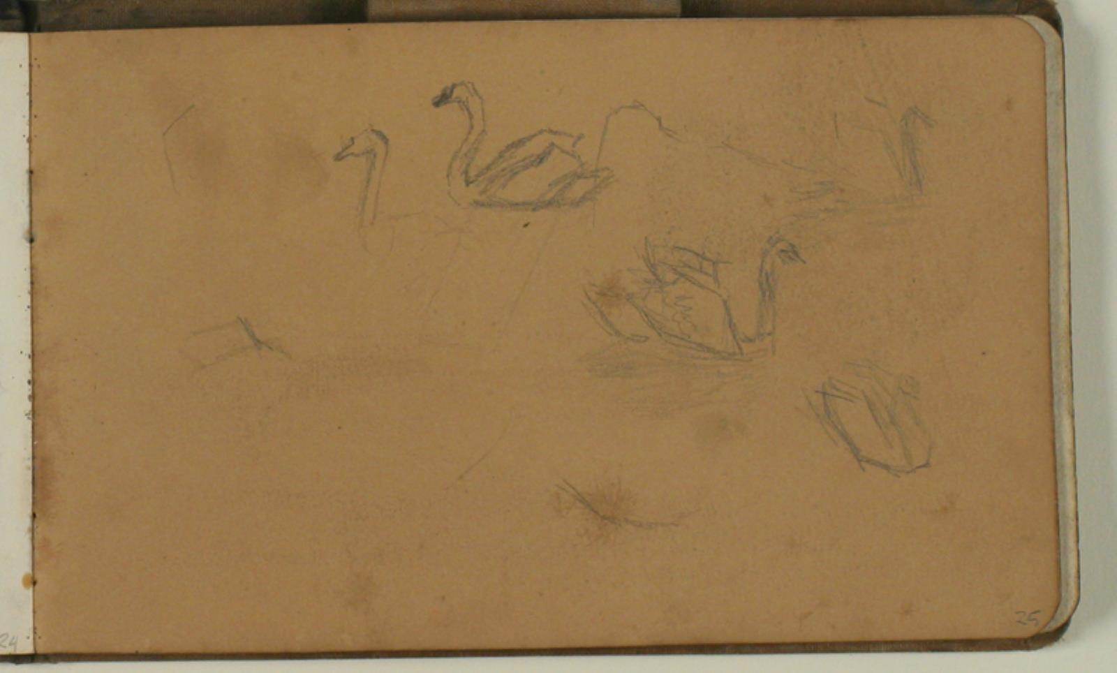 Studie af svaner