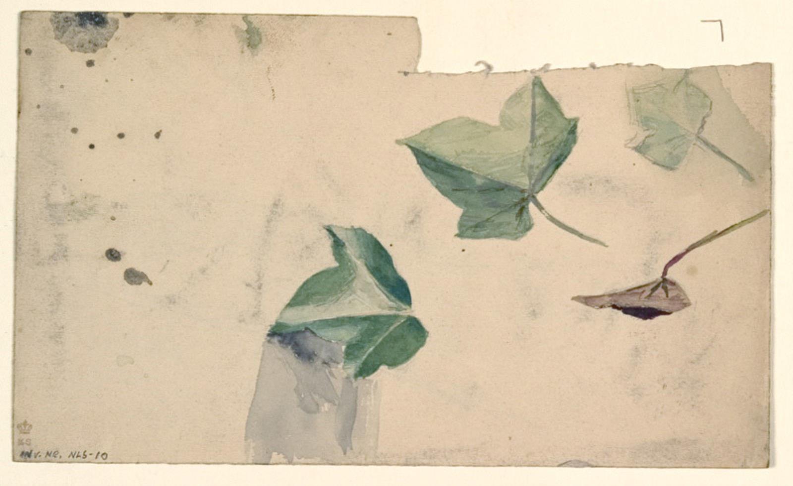 Studier af et blad