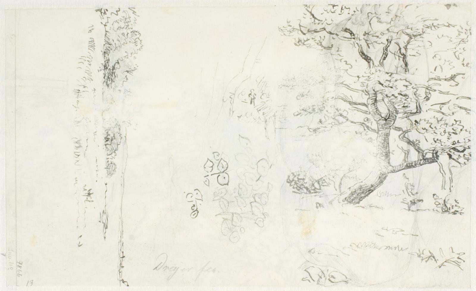 Studier af et egetræ, blomster, o.a.