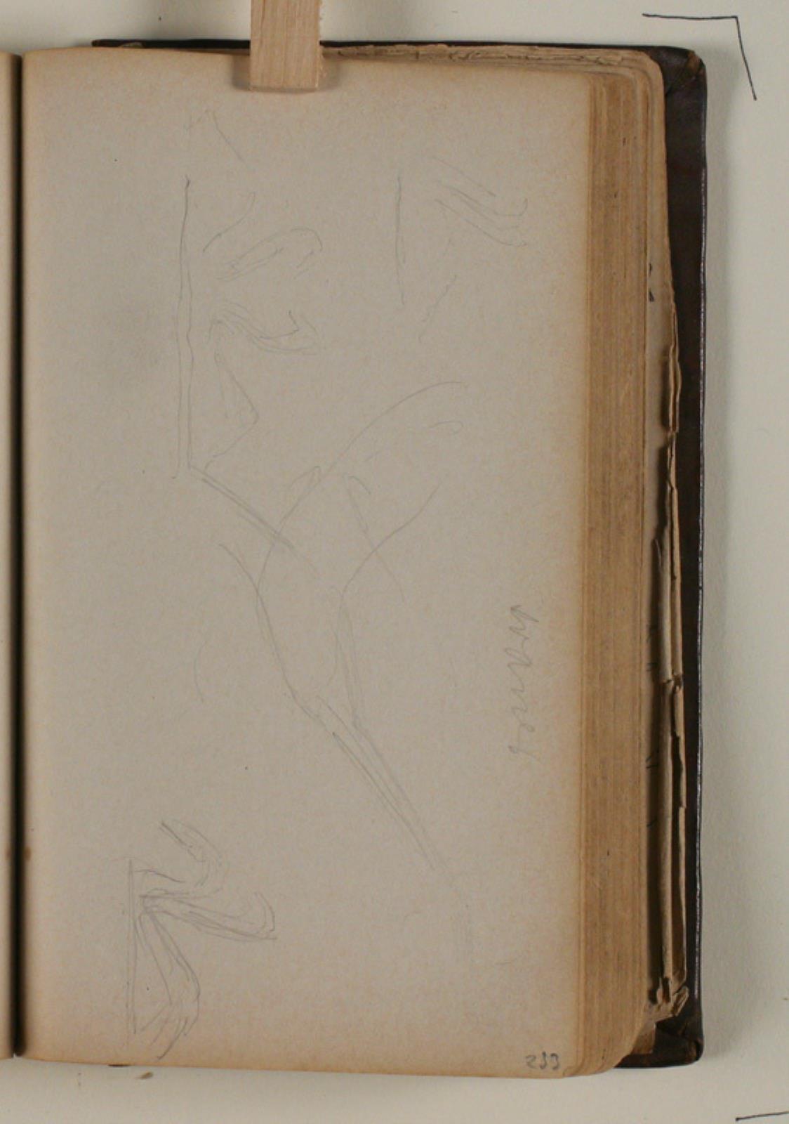 Studier af svaner