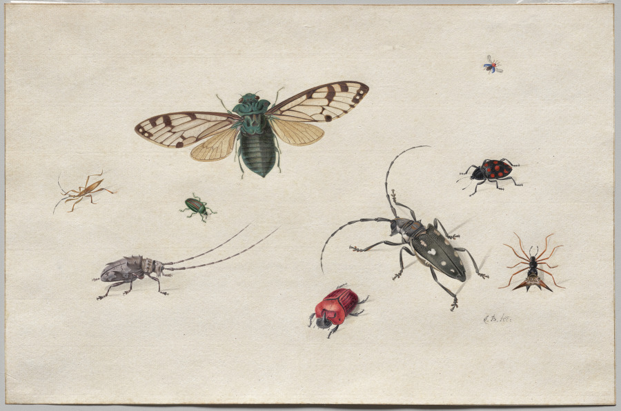 Studies of Insects