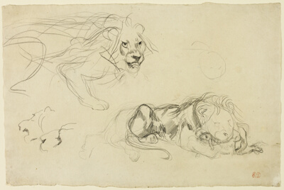 Studies of Lions