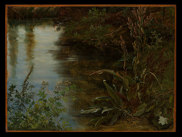 Study of Water and Plants