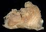 Styela canopus