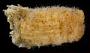 Styela gibbsii