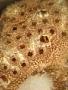 Styelidae