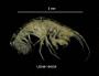 Stygobromus phreaticus