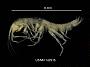 Stygonectes tenuis potomacus