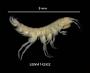 Stygonectes tenuis potomacus