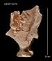 Stylaster repandus