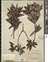 Styphelia macrocarpa (Schltr.) Sleumer