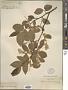 Styrax odoratissimus Champ. ex Benth.