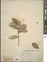 Styrax sp.