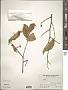 Styrax sp.