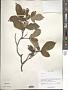 Styrax sp.