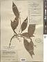 Styrax suberifolius Hook. & Arn.