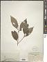 Styrax suberifolius Hook. & Arn.
