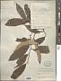 Styrax suberifolius Hook. & Arn.