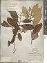 Styrax suberifolius Hook. & Arn.
