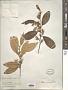 Styrax suberifolius Hook. & Arn.