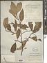 Styrax suberifolius Hook. & Arn.