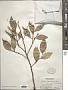 Styrax suberifolius Hook. & Arn.