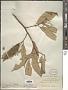 Styrax suberifolius Hook. & Arn.