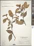 Styrax suberifolius Hook. & Arn.