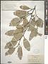 Styrax suberifolius Hook. & Arn.