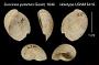 Succinea putamen