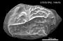 Sulcostocythere sp.