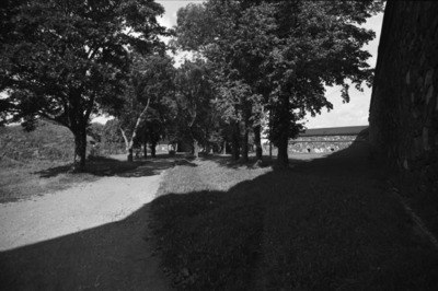 Susisaari