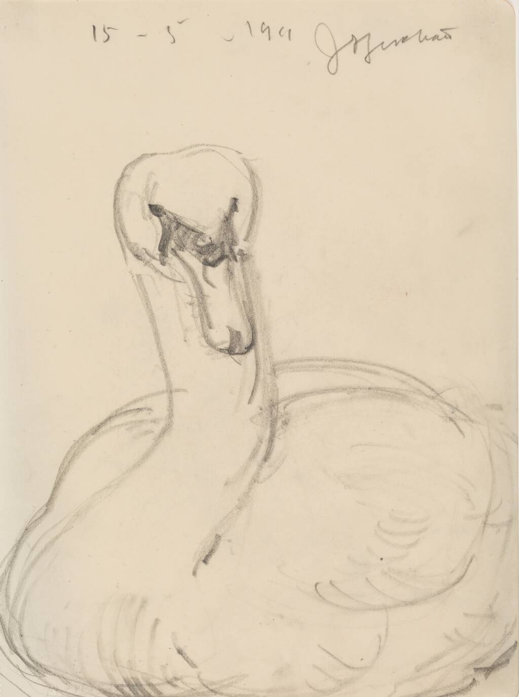 Svane