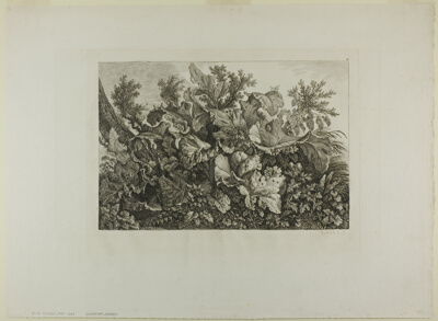 Swamp Plants