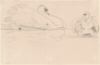 Swans in the Water