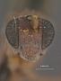 Sychnoleter americanus