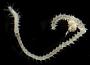 Syllidae