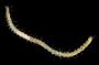 Syllidae