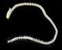 Syllidae