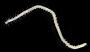 Syllidae