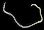 Syllidae