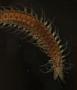 Syllidae