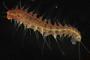 Syllidae