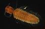 Syllidae