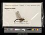 Sympetrum costiferum