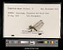 Sympetrum danae