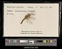 Sympetrum internum