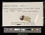 Sympetrum internum